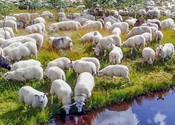 Fidjeland Dom wakacyjny *